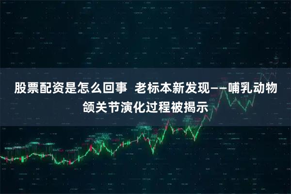 股票配资是怎么回事  老标本新发现——哺乳动物颌关节演化过程被揭示
